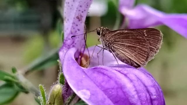 La Fortuna: Arenal Bee Garden Tour