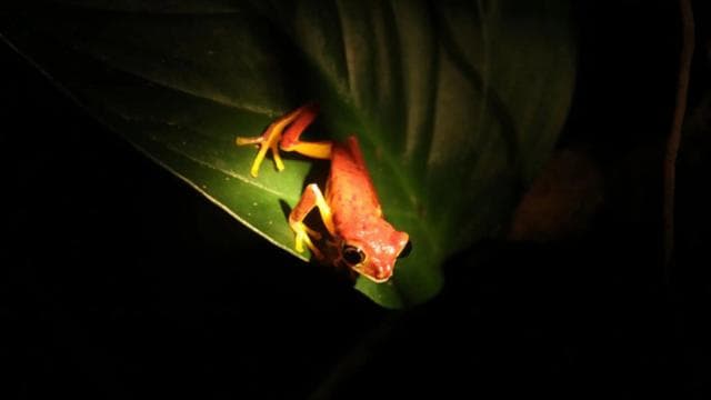 Monteverde Cloud Forest Night Walking Tour – Explore Nocturnal Wildlife