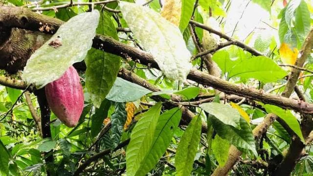 San Carlos: The Art of Chocolate Making Tour at Don Olivo
