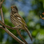 Punta Cana: Bird Watching at Punta Cana Foundation Area - Dominican Republic