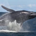 Samana: Bay of Samana Whale Watching Experience
