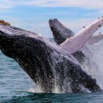 Punta Cana / Cap Cana: Excursion Whale Watching + Cayo Levantado (Private Tour )