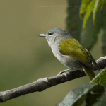 3in1: Los Haitises N. Park + Waterfalls + Montaña Redonda