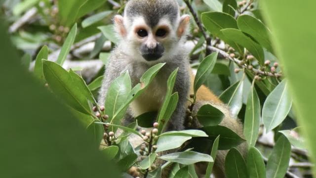 Manuel Antonio Park Guided Tour - Admission Ticket Included