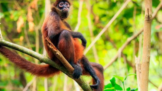 Drake Bay: Corcovado National Park and Sirena Station Tour