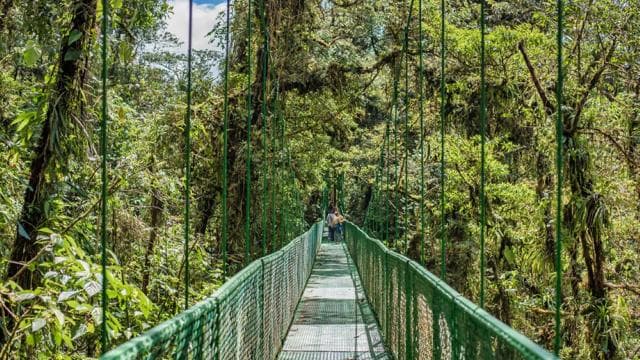 Monteverde: Suspension Bridges, Sloths, and Butterflies