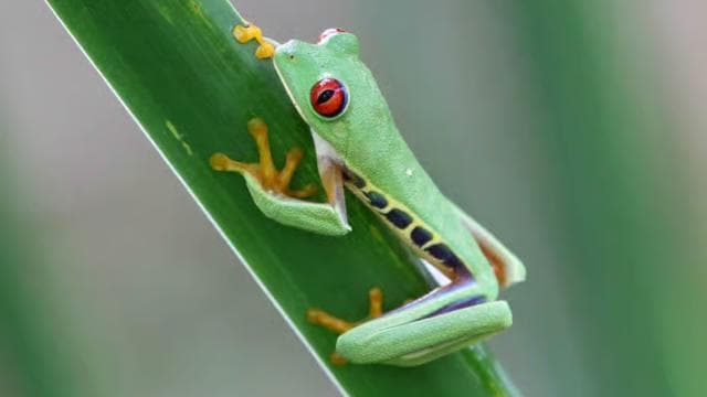 Puerto Limón: Tortuguero Canals Boat & Maratopia Garden Tour