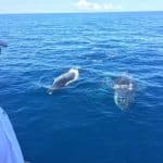 Bayahibe: Private Samaná Whale Watching & Cayo Levantado (Bacardi Island)