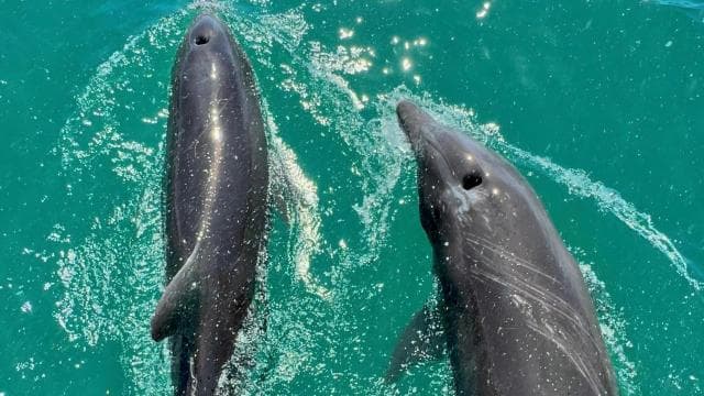 Marino Ballena National Park: Whale Watching Boat Tour