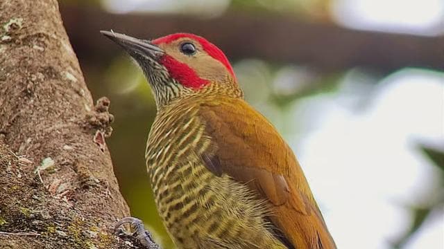 Curicancha Reserve Birdwatching Tour - Dominican Republic
