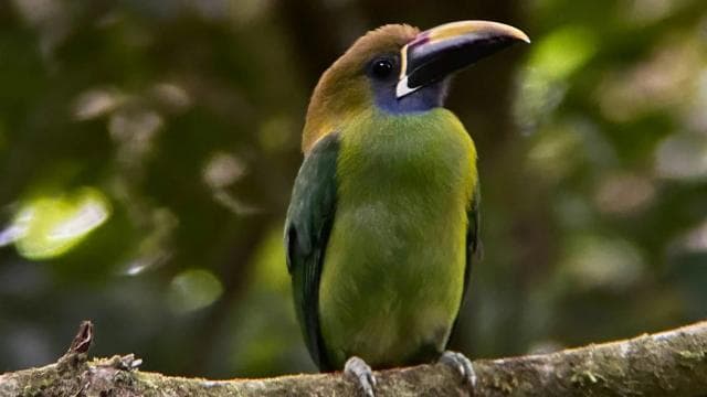 Monteverde: Cloud Forest Tour with a local Guide