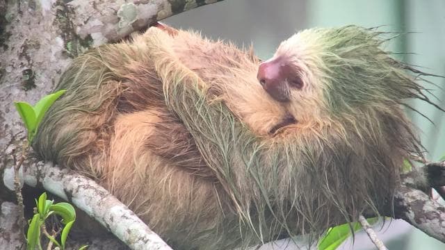 La Fortuna: Sloth Tour in the Wild