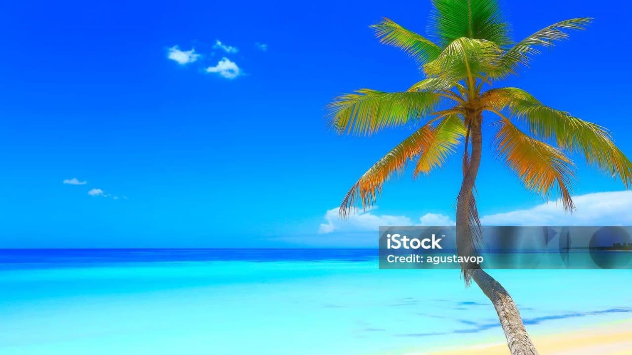 Punta Cana: Saona Island Catamaran Day Trip with Tickets and Lunch