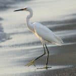 Birdwatching in Los Haitises National Park