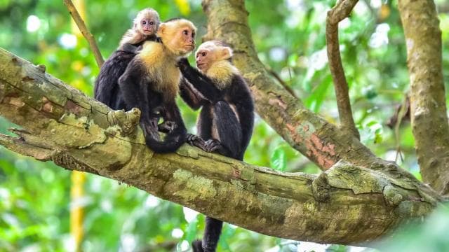 Uvita: Marino Ballena National Park Private Hike & Wildlife