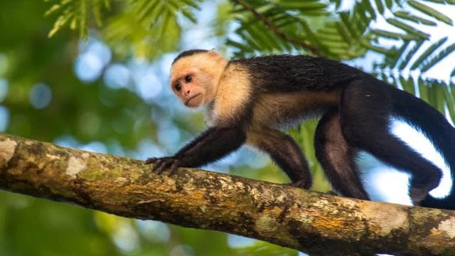 Tortuguero National Park: Jaguar Trail Day Walk Adventure