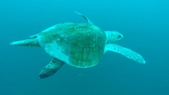 Tamarindo: Sea Scooter Snorkeling Tour