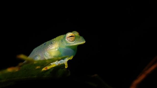 True Jungle Night Tour Manuel Antonio area