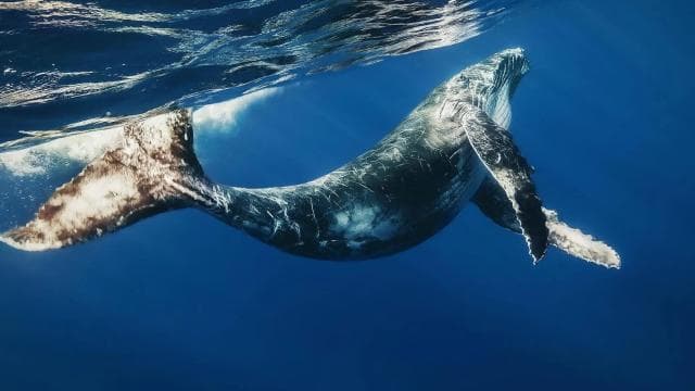 From Punta Cana: Whale Watching & Cayo Levantado Island