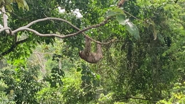 Puerto Viejo: Energetic Chakra Cleansing in the jungle