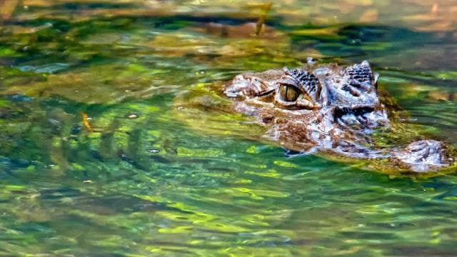 Cahuita National Park: Best Things to Do in Cahuita Limon