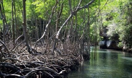 From Punta Cana: Los Haitises Guided Day Tour - Dominican Republic