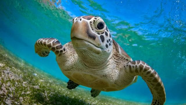 Borinquen: Underwater Magic Snorkel Adventure