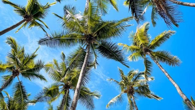 San José: Tortuga Island Tour with Snorkeling and Lunch