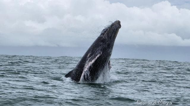 Uvita: Whale Watching Tour in Marino Ballena National Park