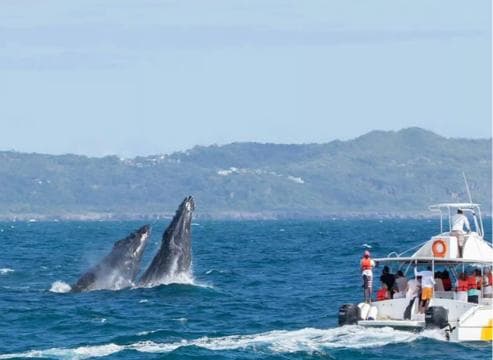 Samana: Bay of Samana Whale Watching Experience