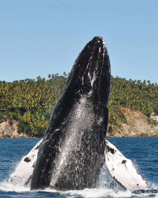 Miches Whale Watching + Laguna Limón Kayaking Tour — Meeting Point in Miches - Dominican Republic