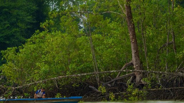Quepos: Damas Island Authentic Local Mangrove Boat Tour
