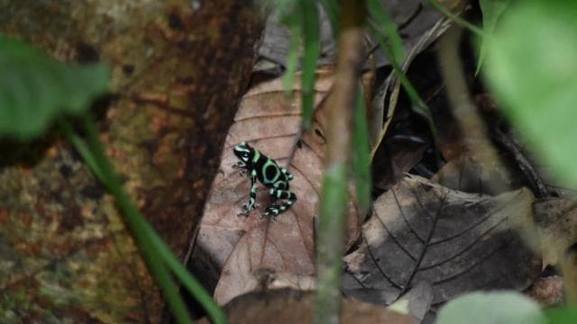 Manuel Antonio: Hanging Bridges and Waterfall Tour