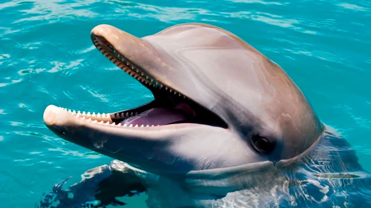 Puerto Plata Ocean World Adventure Park Taino bay Amber cove