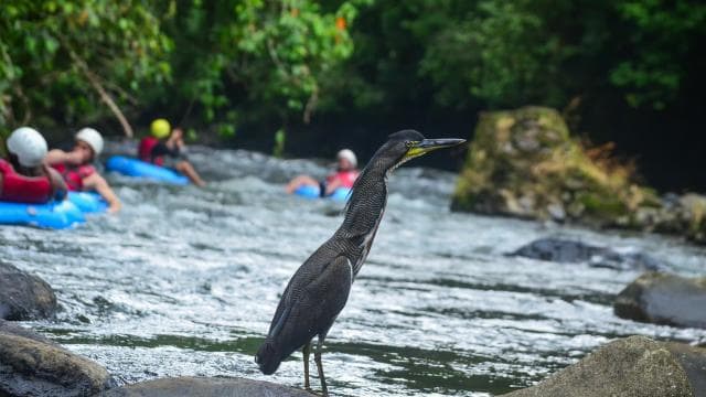 La Fortuna: White Water Tubing Tour with Guide and Transfers - Dominican Republic