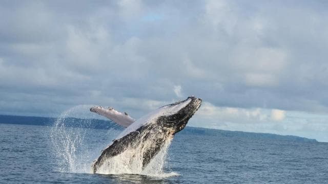 Marino Ballena National Park: Whale and Dolphin Watching