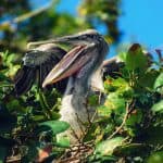 Los Haitises National Park Tour from Las Terrenas, Samaná. Half Day Trip. Lunch at Caño Hondo