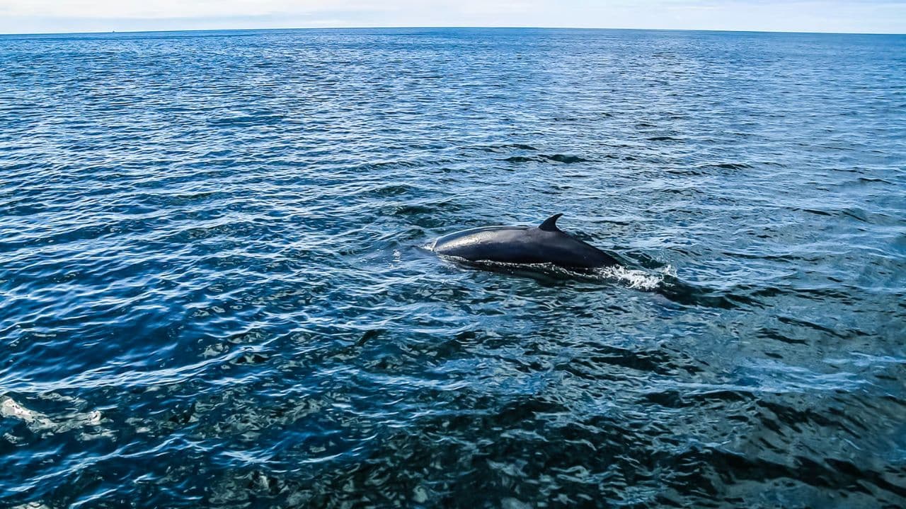 Samaná Whale Watching & Cayo Levantado (Bacardi Island) From Cap Cana