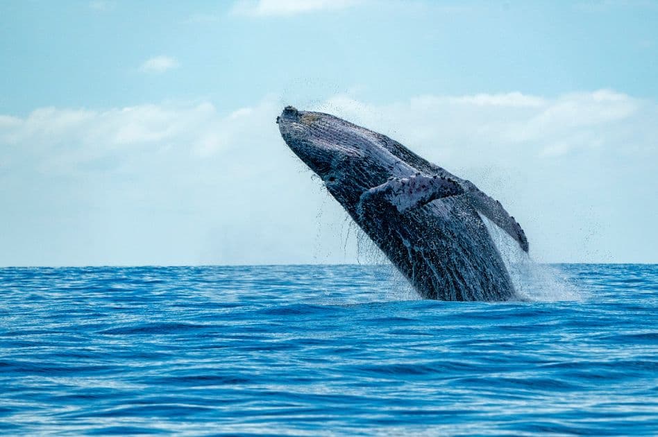 Humpback Whale Watching Experience in Samaná Bay – Half Day Tour From Miches Private