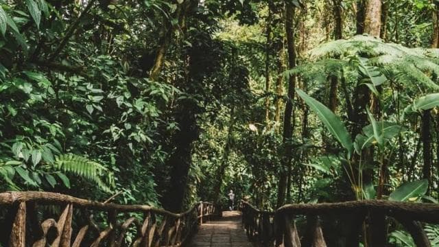 La Paz Waterfall and Cinchona Tour