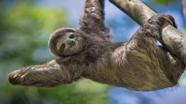 Manuel Antonio Park: Guided Tour with Ticket