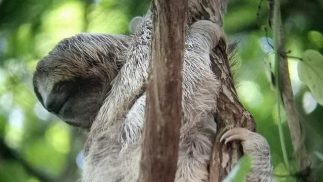 La Fortuna: Bogarin Trail Sloth-Watching Tour with Guide
