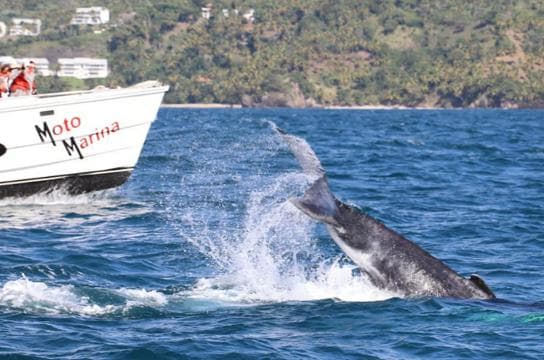 Samana: Bay of Samana Whale Watching Experience