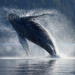Excursion Whale Watching Samaná bay + Cayo Levantado from Puerto Plata (Private Transportation)