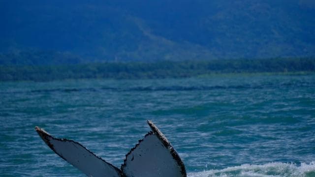 Uvita: Whale Watching Tour in Marino Ballena National Park