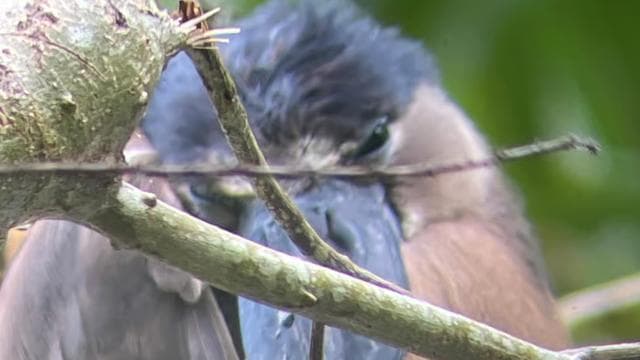 Cahuita: Walking Tour and Wildlife Sightseeing, Tour with Tour Guide - Dominican Republic