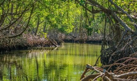 Samana: Los Haitises Kayaks & Caño Hondo Pools Tour w/ Lunch