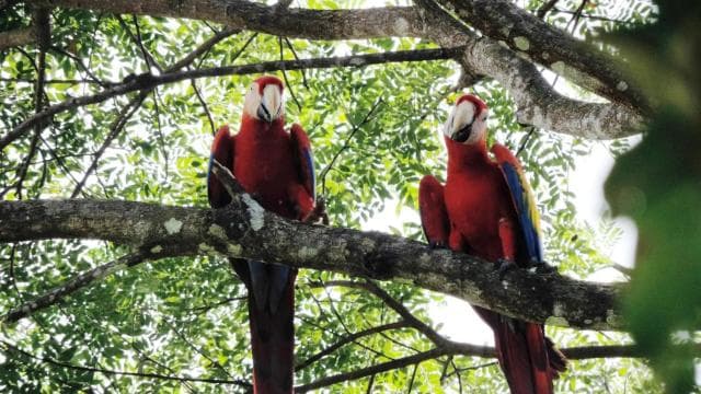 Manuel Antonio National Park Combo Tour from San Jose