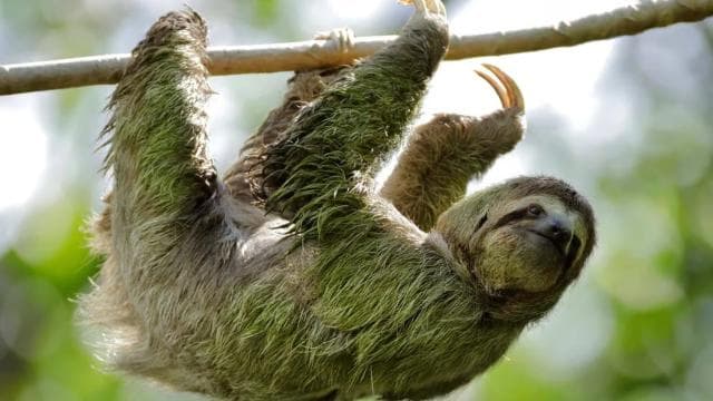Manuel Antonio Park: Guided Walking Tour with a Naturalist