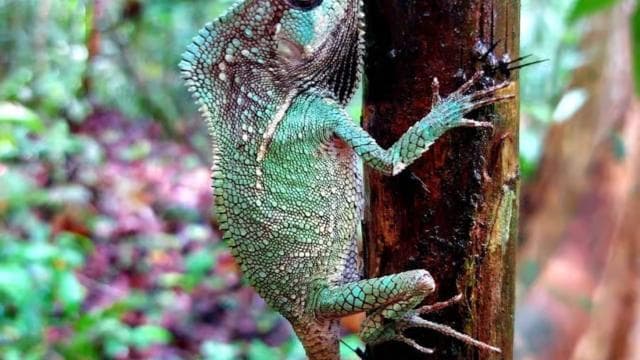 Manuel Antonio Park Guided Tour - Admission Ticket Included